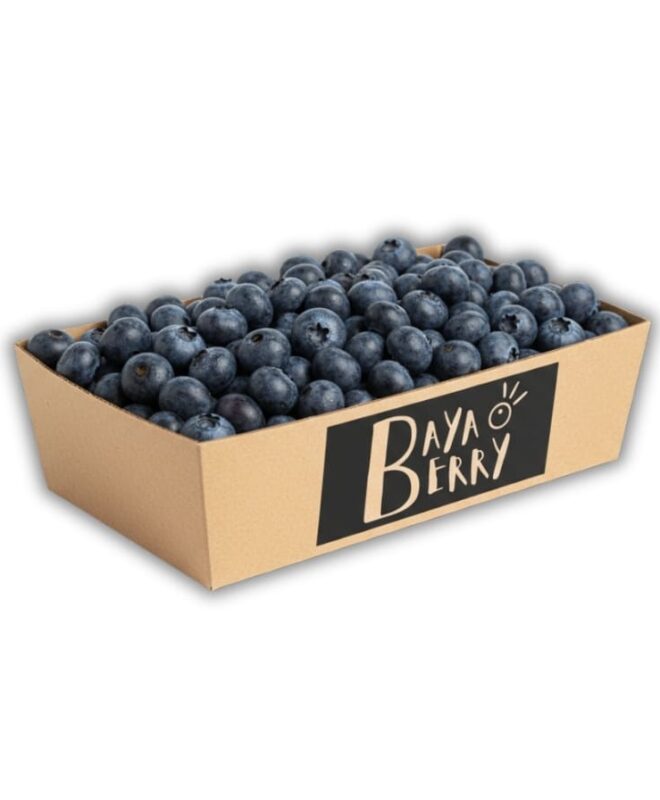 Arándanos frescos